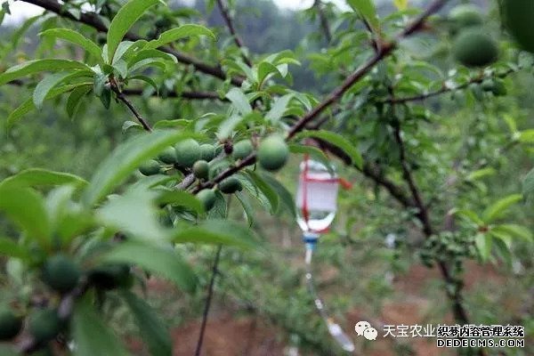 果樹掛袋打點(diǎn)滴