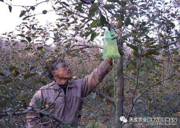 果樹掛袋打點(diǎn)滴