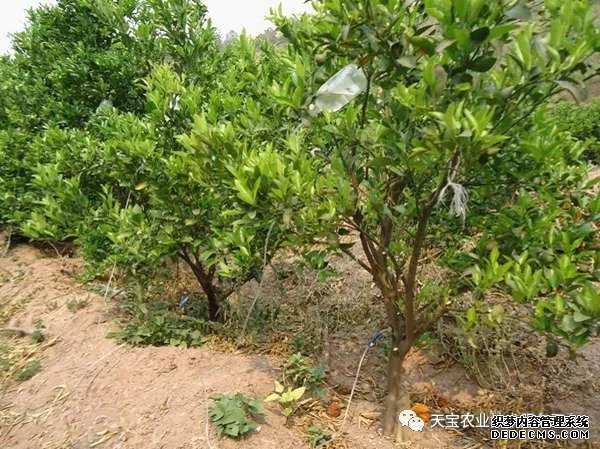 果樹掛袋打點(diǎn)滴