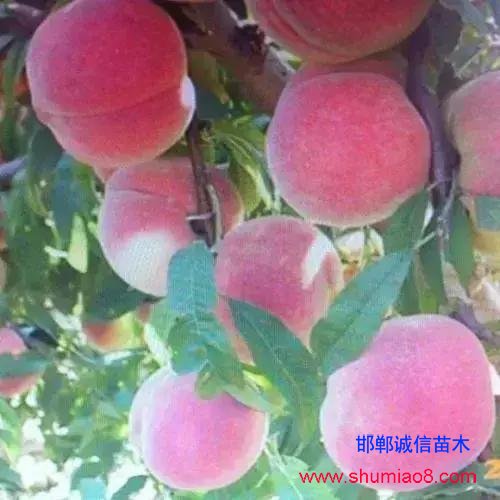 什么樣的桃苗是優質桃苗？桃子種類日漸多樣化，咱們種哪個？