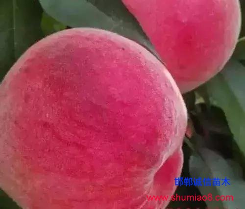 什么樣的桃苗是優質桃苗？桃子種類日漸多樣化，咱們種哪個？