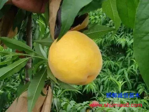 什么樣的桃苗是優質桃苗？桃子種類日漸多樣化，咱們種哪個？