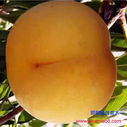 什么樣的桃苗是優質桃苗？桃子種類日漸多樣化，咱們種哪個？