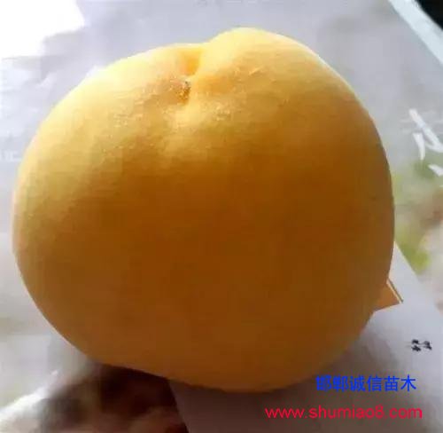 什么樣的桃苗是優質桃苗？桃子種類日漸多樣化，咱們種哪個？