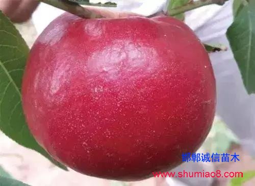 什么樣的桃苗是優質桃苗？桃子種類日漸多樣化，咱們種哪個？