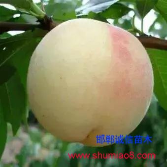 什么樣的桃苗是優質桃苗？桃子種類日漸多樣化，咱們種哪個？