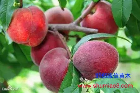 什么樣的桃苗是優質桃苗？桃子種類日漸多樣化，咱們種哪個？