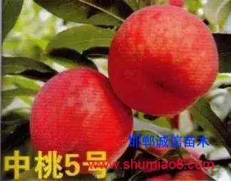 什么樣的桃苗是優質桃苗？桃子種類日漸多樣化，咱們種哪個？