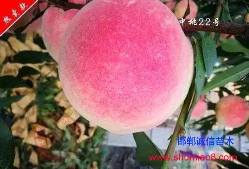 什么樣的桃苗是優質桃苗？桃子種類日漸多樣化，咱們種哪個？