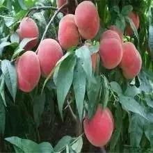什么樣的桃苗是優質桃苗？桃子種類日漸多樣化，咱們種哪個？