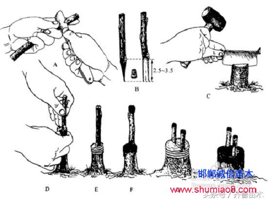 桃樹(shù)根接—桃樹(shù)接苗快速直接定植技術(shù)，果農(nóng)朋友你不想試一下嗎？