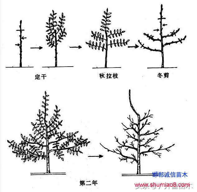 桃樹(shù)根接—桃樹(shù)接苗快速直接定植技術(shù)，果農(nóng)朋友你不想試一下嗎？