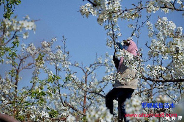 梨樹如何進(jìn)行疏花疏果？
