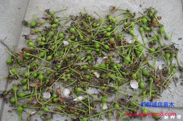 梨樹如何進(jìn)行疏花疏果？