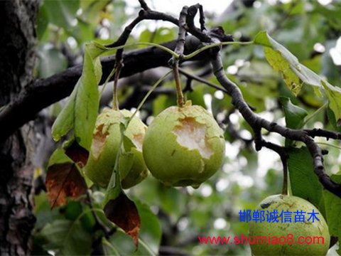 受冰雹災(zāi)害的梨樹(shù)果實(shí)