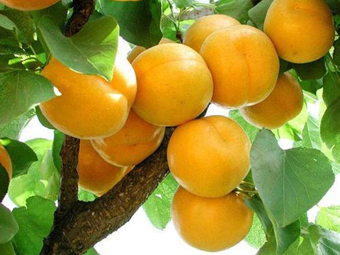 金太陽(yáng)果樹苗