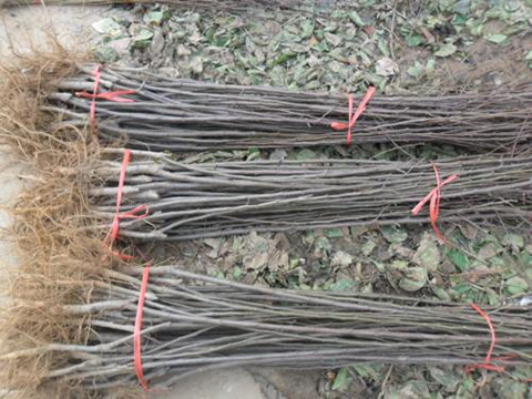 邯鄲蘋果苗批發