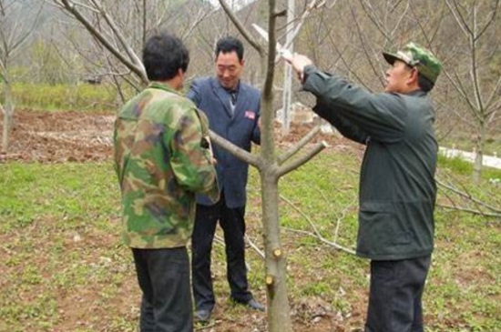 1一4年核桃樹如何修剪，分層修剪并處理背后枝