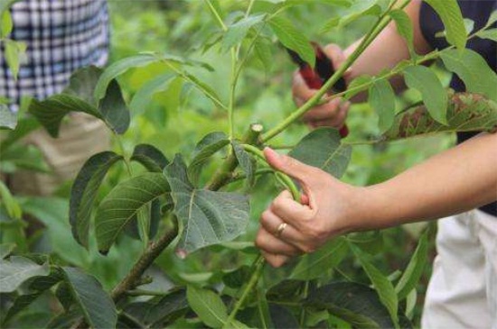 1一4年核桃樹如何修剪，分層修剪并處理背后枝